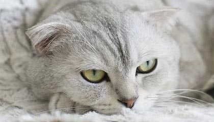 开云平台-英超球队季中高强度赛程负荷与表现关系研究，英超比赛分析