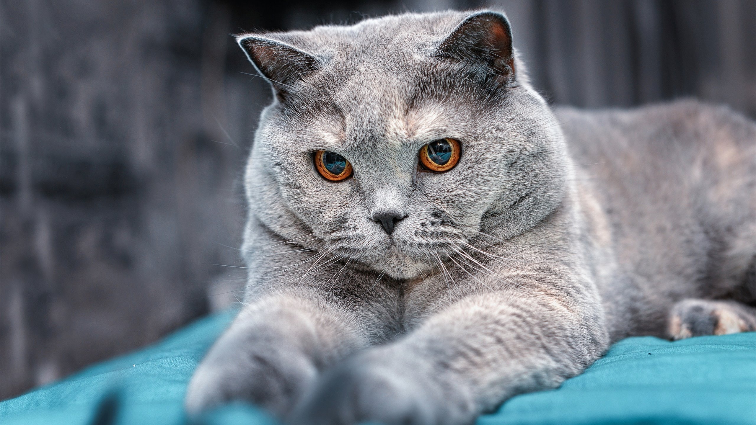 KAIYUNAPP-足球媒体对战术内容传播力度不足，足球媒体对战术内容传播力度不足的研究