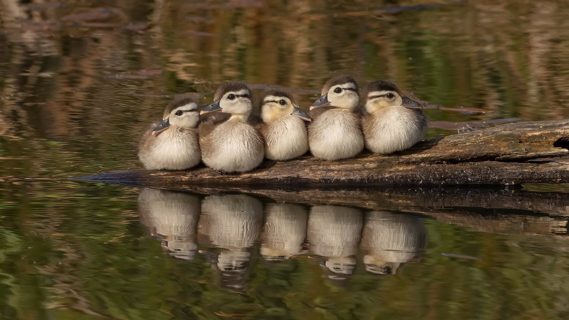 开云官网-英超冠军悬念：精彩纷呈，胜负难料！，英超冠军2020-2021